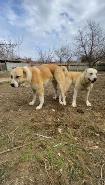 Кавказские волкодавы в Волгограде фото 6