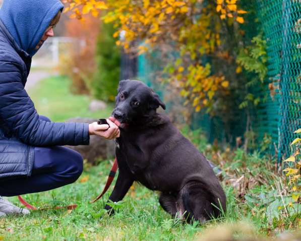 Собака с разноцветными глазами в Санкт-Петербурге фото 13