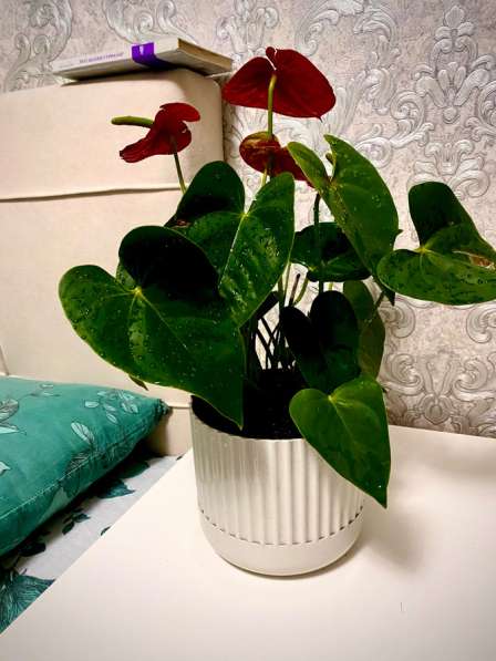 Цветы в Новосибирске фото 3