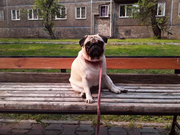 Купим щенка Мопса девочку