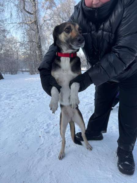 Животные в Иркутске