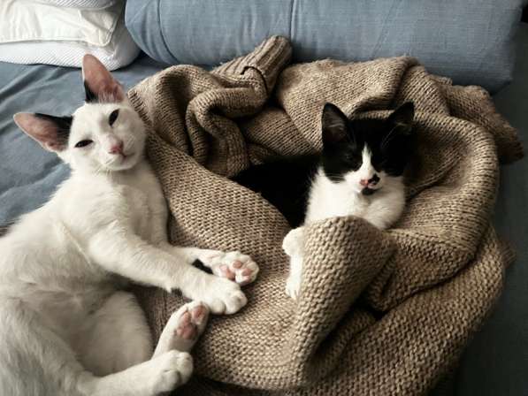 В добрые руки. Беленький мальчик. Черно-белая-девочка