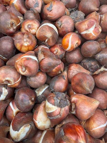 Луковицы тюльпана