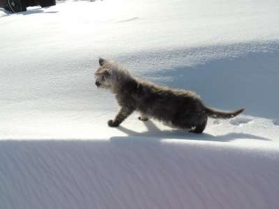 котята мейн-кун в Челябинске фото 7