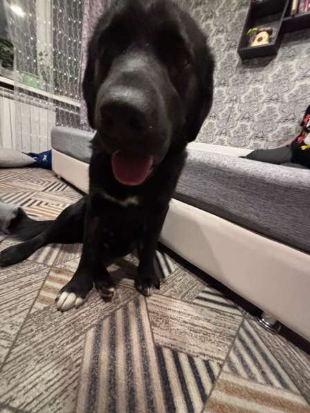 Мальчишка в добрые руки в Москве фото 3