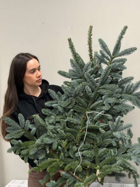 Нобилис банч