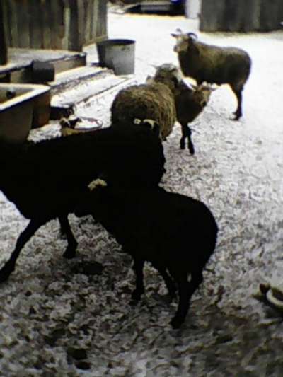 продаются овцы в Тюмени фото 6
