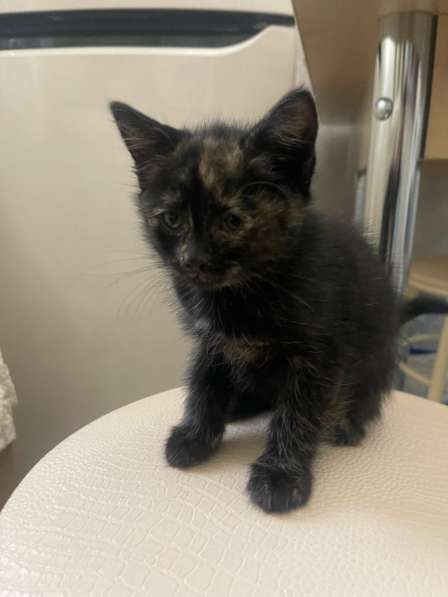 Бесплатно в хорошие руки  в Грозном