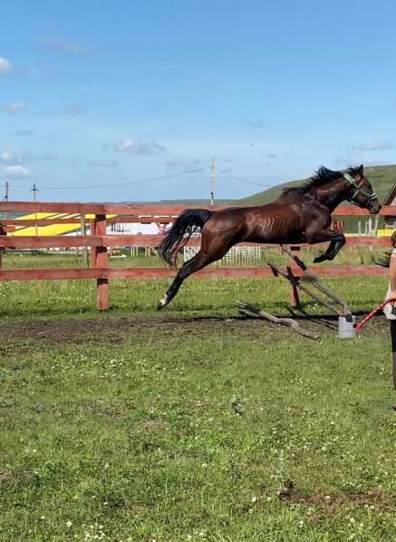 Продается Жеребец