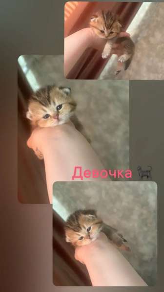 Котята шиншилы