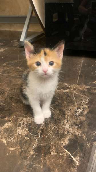 Котята в добрые руки в Махачкале фото 4