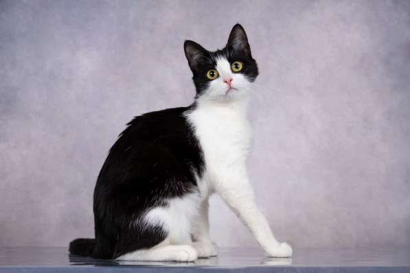 Грациозность и любопытство– знакомьтесь, Мася! в Москве фото 3