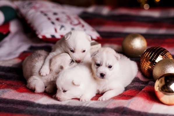 Открыта бронь на щенков хаски в Москве фото 11