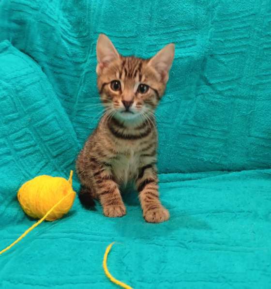 Маленькие красивые котята ищут дом