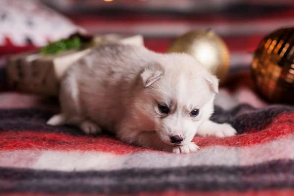 Открыта бронь на щенков хаски в Москве фото 18
