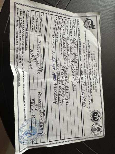 Котята, породы Британская золотая шиншила в Ставрополе фото 4