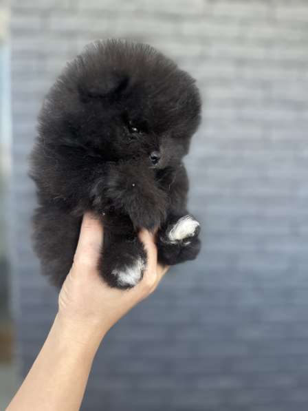 Щенки шпица в фото 4