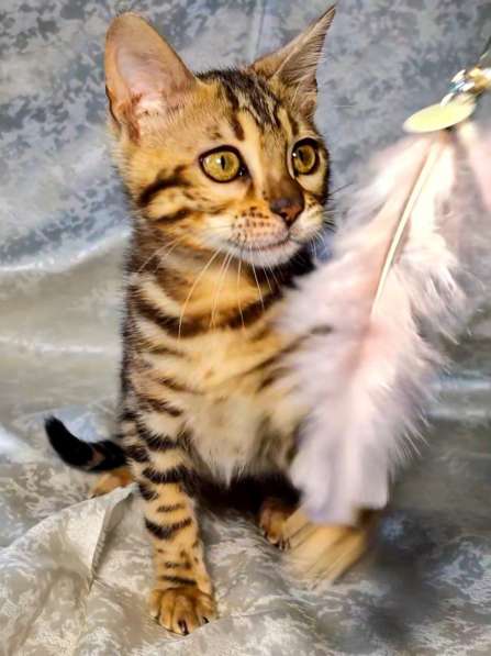 Бенгальские котята в фото 7