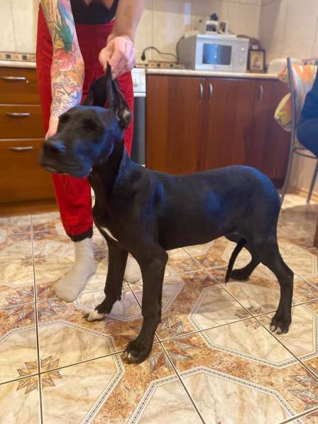 Собаки в Москве фото 8