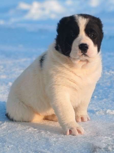 Среднеазиатская овчарка, щенки в Санкт-Петербурге фото 5