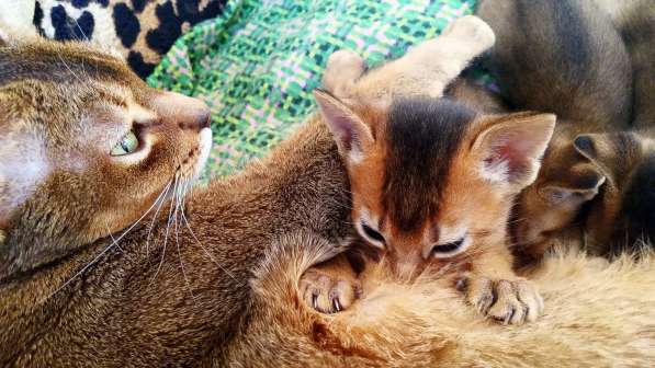 Абиссинские котята от титулованных родителей в фото 3