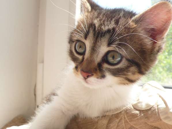 Котята Севастополь. Прекрасная девочка в добрые руки! в Севастополе фото 18