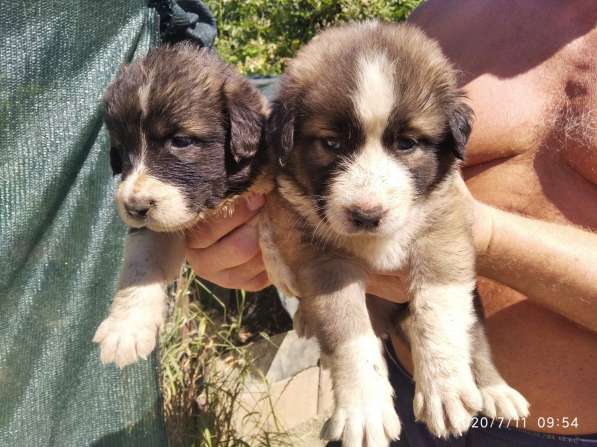 Щенки алабая(среднеазиатская овчарка) продажа в Судаке фото 12