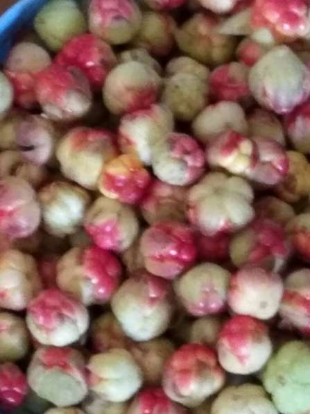 Продам ягоды морошку 3литра 1200рублей в Череповце