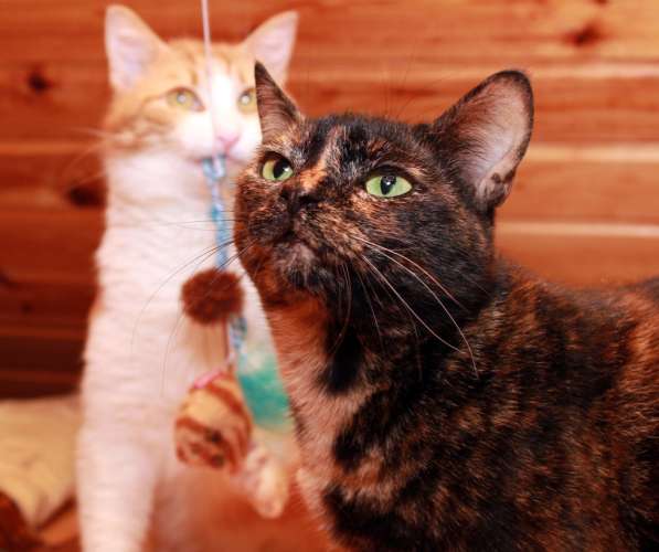 Кошка в добрые руки. Ася — летняя феечка в Калуге фото 11