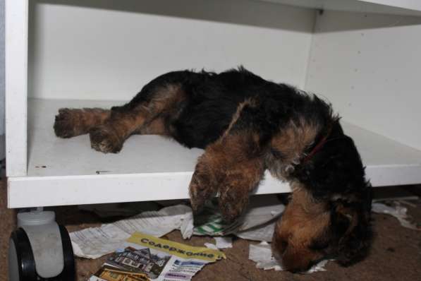 Щенки Эрдельтерьера в питомнике в Тюмени фото 12