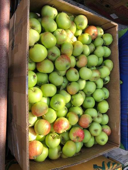 Яблоко Супер Прекос(свежий урожай) в Краснодаре