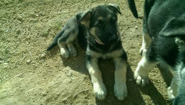 Продаются щенков ВЕО в Евпатории фото 11