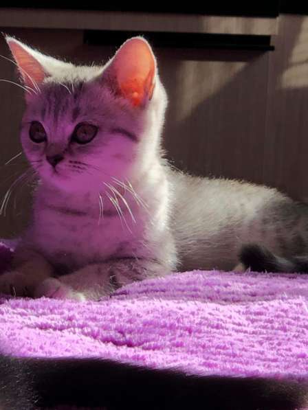 Წოტლანდიური სტრაიტო:სასშრაფოთ ვყიდი 50 დას დაკლებით მეჩქარე в фото 18