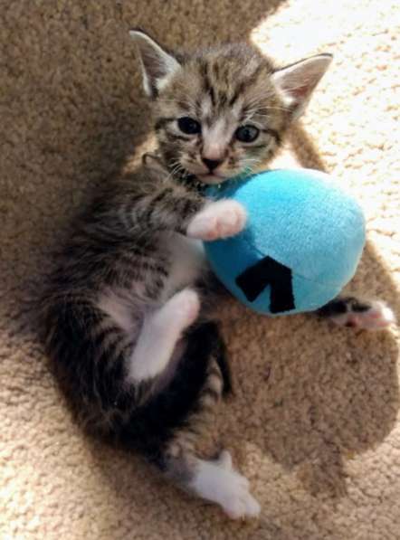 Элитная Бенгальские Снежный барс котятки в Санкт-Петербурге фото 70