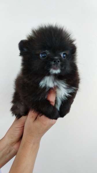 Померанского шпица Щенки в фото 13