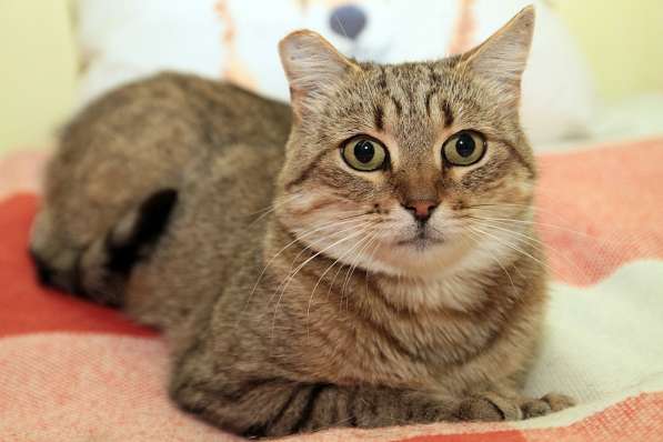 Ласковый мурлыка в Санкт-Петербурге фото 16