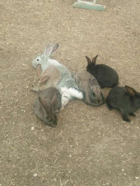 Продаю кроликов в фото 8