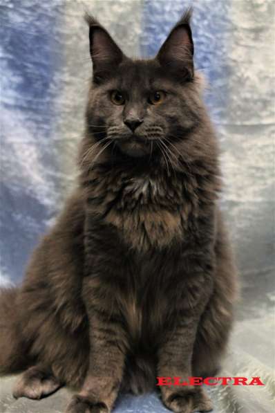 Продаются пушистые кошечки породы Мейн-кун