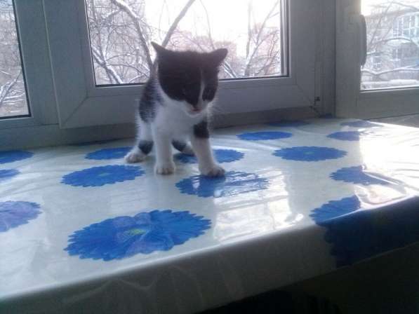 Черно-белого котенка отдам бесплатно в Хабаровске фото 4