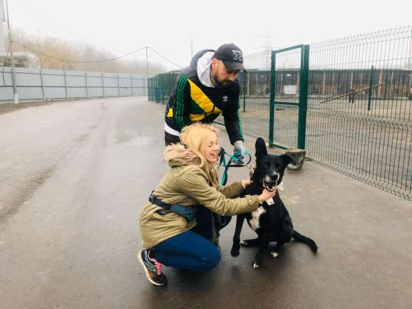 Статный красавец Виконт ищет семью в Москве фото 39