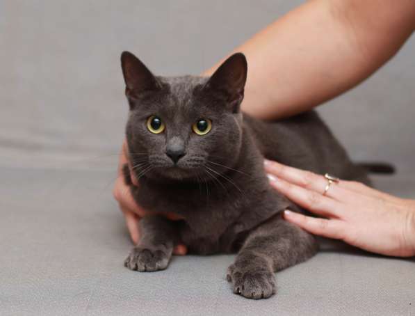 Грациозная красавица Капитошка ищет семью в Москве фото 14