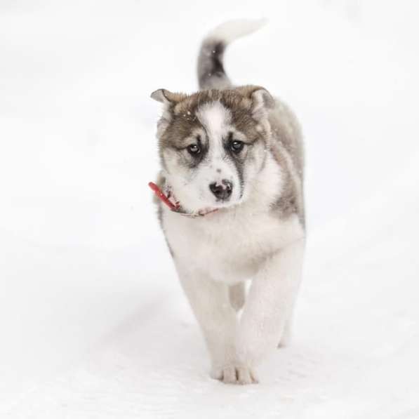 Щенок Ося ищет доброго хозяина! в Москве фото 17