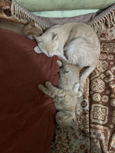 Котята и мама кошечка ищут любящих хозяев в Абинске фото 5