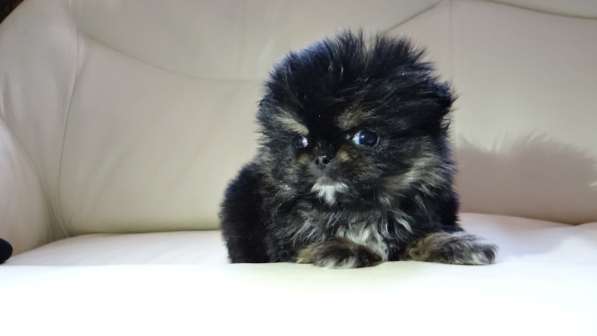 Мини-мишка девочка померанского шпица. Крошечная в фото 32