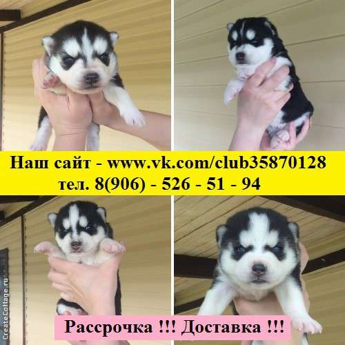 Черно-белые голубоглазые щеночки хаски