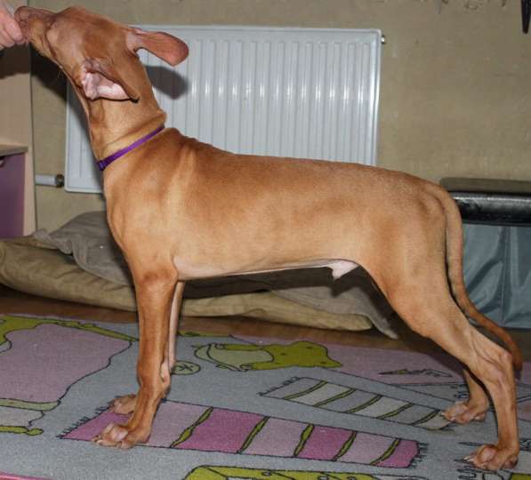 Щенки Фараоновой собаки в Санкт-Петербурге фото 12