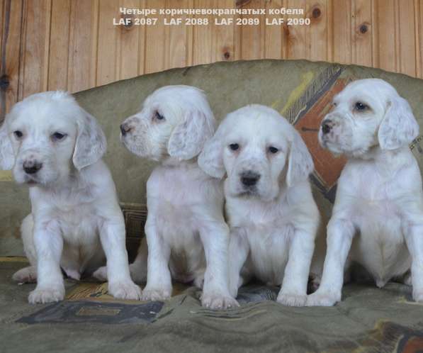 Английский сеттер щенки из элитного питомника в Москве фото 98