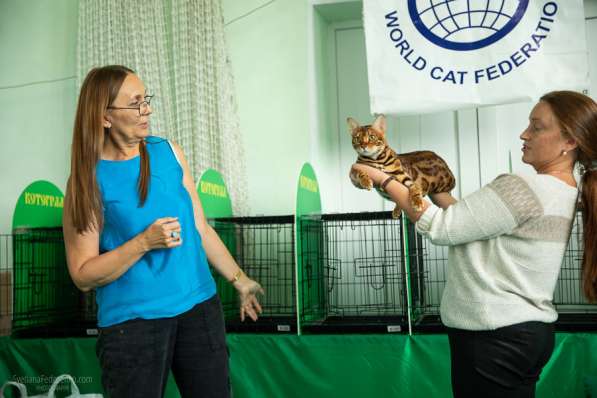 Бенгальские котята от титулованной кошки WCF CACIB в Санкт-Петербурге фото 3