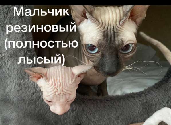 Котята Донской сфинкс