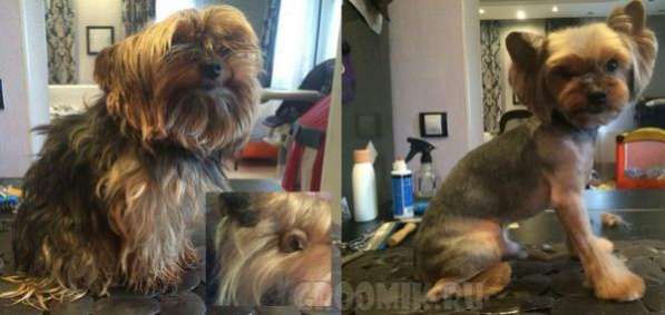 Стрижка собак и кошек в Москве фото 3